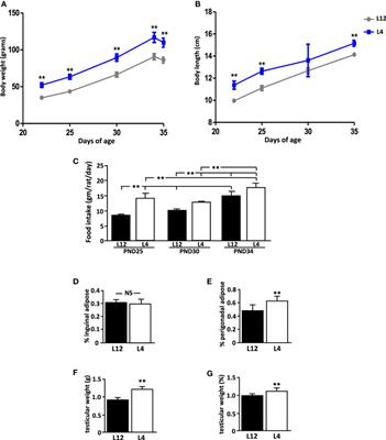 Neonatal Overnutrition Increases Testicular Size and Expression of Luteinizing Hormone β-Subunit in Peripubertal Male Rats